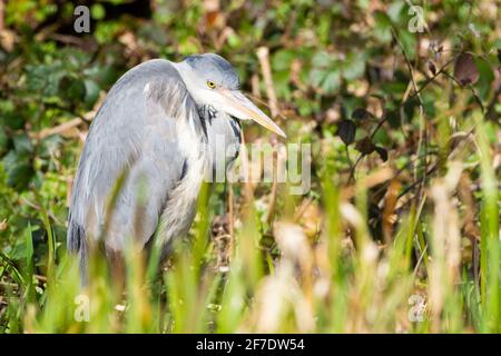 Juvenile Gray Heron (Ardea Cinerea) in der Ruhephase im Schilf, Großbritannien Stockfoto