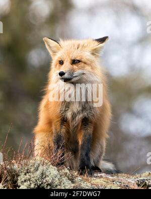 Red Fox Fotopapier. Fox-Bild. Nahaufnahme der Profilansicht, die sich in der Frühjahrssaison auf braunen Blättern niederlegt, mit einem unscharfen Hintergrund in der Umgebung. Stockfoto