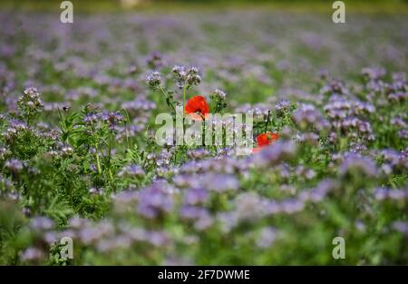 Blühende Mohnblumen auf den Feldern der Fliederblumen. Hummeln, Sonne, Frühling, Natur. Frankreich Stockfoto