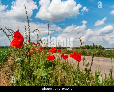 Blühende Mohnblumen auf den Feldern der Fliederblumen. Hummeln, Sonne, Frühling, Natur. Frankreich Stockfoto