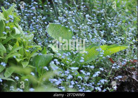 Buntes Hosta Gold Standard in einem Frühlingsblumenrand mit einem blühenden blauen Forget-me-not (Myosotis sylvatica) im Mai Stockfoto