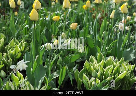 Bunte Hosta in einem Frühlingsblumenbett mit gelben Tulpen (Tulipa) Stockfoto