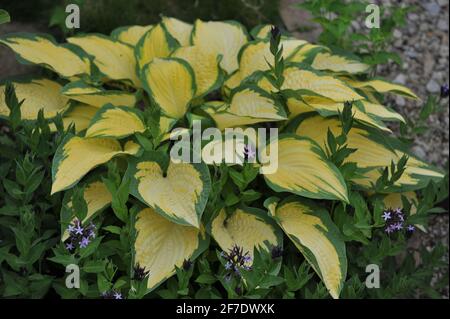 Die bunte Hosta Orange Marmalade mit gelbgrünem Laub wächst zusammen mit dem europäischen blaustar (Amsonia orientalis) an einer Blumengrenze in einem Garten Stockfoto