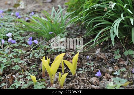 Im April wächst in einem Garten eine kleine gelbblättrige Hosta Fire Island zusammen mit einer violetten Winterwindblume (Anemone blanda) in einem Frühlingsblumenrand Stockfoto