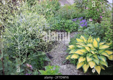 Die bunte Hosta Orange Marmalade mit gelb-grünem Laub wächst zusammen mit dem großen Meereskohl (Crambe cordifolia) in einem Blumenkorb in einem Garten Stockfoto