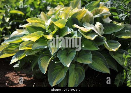 Laub von Hosta June, im Mai durch Spätfrost in einem Garten zerstört Stockfoto