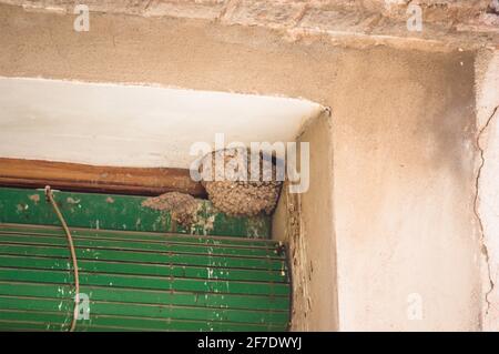 Haus martins Nest (Delichon urbicum) Vogel der Schwalbenfamilie, der seine Schlammnester baut In den Traufen von Gebäuden in Städten und Städten Stockfoto