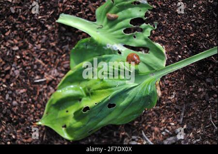 Braune spanische Nacktschnecken (Arion vulgaris) ernähren sich im Juli in einem Garten von Hostablättern Stockfoto