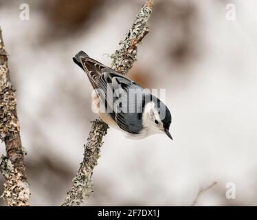 Weiß-gestrahlte Nuthatch Nahaufnahme Profil auf einem Zweig mit einem verschwommenen Hintergrund in seiner Umgebung und Lebensraum thront. Bild. Bild. Hochformat. Stockfoto