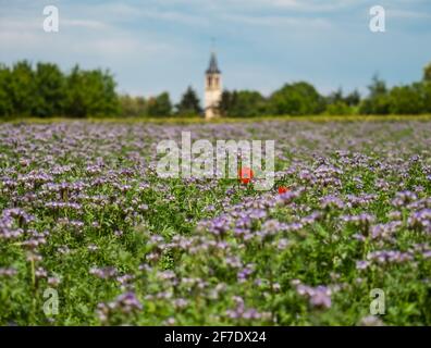 Blühende Mohnblumen auf den Feldern der Fliederblumen. Hummeln, Sonne, Frühling, Natur. Frankreich Stockfoto