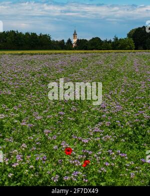 Blühende Mohnblumen auf den Feldern der Fliederblumen. Hummeln, Sonne, Frühling, Natur. Frankreich Stockfoto