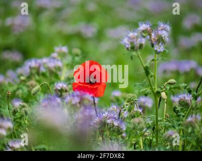 Blühende Mohnblumen auf den Feldern der Fliederblumen. Hummeln, Sonne, Frühling, Natur. Frankreich Stockfoto