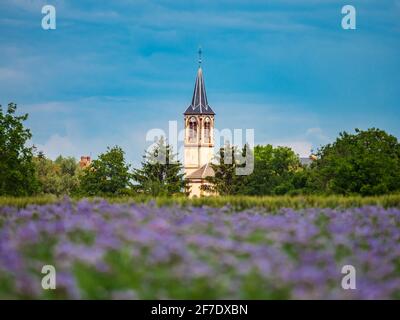 Blühende Mohnblumen auf den Feldern der Fliederblumen. Hummeln, Sonne, Frühling, Natur. Frankreich Stockfoto
