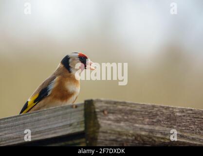 Nahaufnahme eines Goldfinkens, der auf dem Vogelfutterhäuschen essen kann Sonnenblume Herz Samen Stockfoto