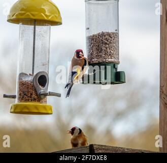 Nahaufnahme eines Goldfinken-Essens Vogelfutterhäuschen Sonnenblume Herz Samen Stockfoto