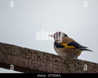 Nahaufnahme eines Goldfinkens, der auf dem Vogelfutterhäuschen essen kann Sonnenblume Herz Samen Stockfoto