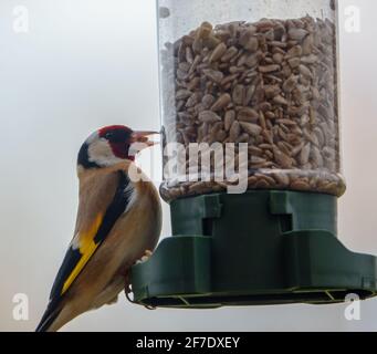 Nahaufnahme eines Goldfinkens, der auf dem Vogelfutterhäuschen essen kann Sonnenblume Herz Samen Stockfoto