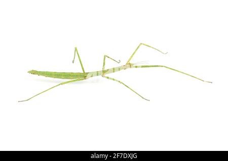 Wanderstock Insekt isoliert auf weißem Hintergrund. Phasmatodea - Medauroidea extradenta. Makro-Bild von Insekten kleben. Stockfoto