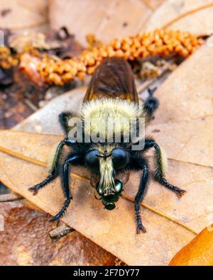 Eine Hummel imitiert eine Raubfliege, Laphria thoracica, auf einem toten Blatt und ernährt sich von einem kleinen glänzenden Käfer. Stockfoto