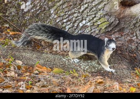 Ein großes Zypressenfuchs-Eichhörnchen, Sciurus niger avicennia, auf einer lebenden Eiche. Stockfoto