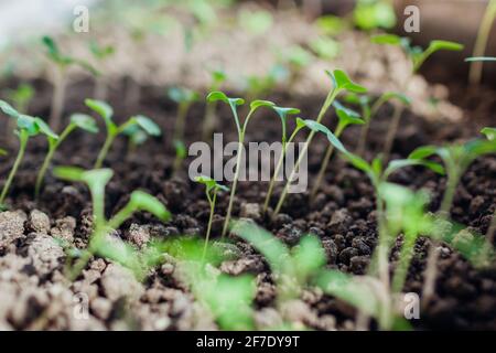 Anbau von Kohl- und Tomatensämlingen in Töpfen zu Hause. Gartensaison im Frühjahr. Landwirtschaft und Landwirtschaft. Stockfoto