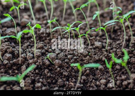 Tomatensämlinge in Töpfen zu Hause anbauen. Gartenarbeit im Frühling. Landwirtschaft und Ökolandbau. Stockfoto