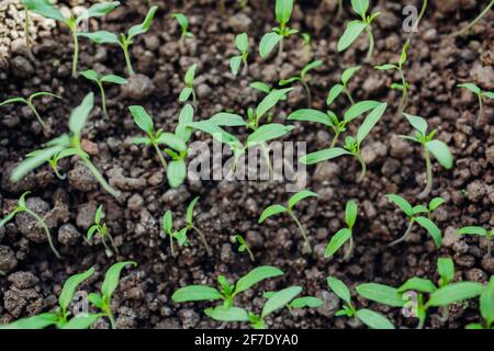 Tomatensämlinge in Töpfen zu Hause anbauen. Gartenarbeit im Frühling. Landwirtschaft und Ökolandbau. Stockfoto