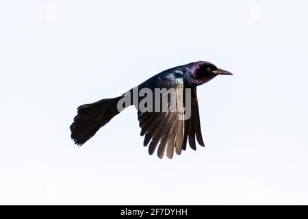 Ein Bootsschwanzgrackle, Quiscalus major, fliegend. Stockfoto