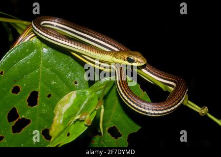 Gestreifter Bronzeback (Dendrelaphis caudolineatus) in natürlichem Lebensraum Stockfoto