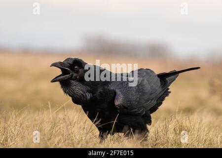 Schwarzer Rabe, der allein auf einer Wiese steht Stockfoto