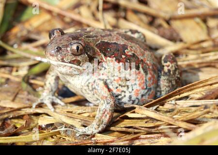 Gewöhnlicher Spadefoot (Pelobates fuscus) Weibchen in natürlichem Lebensraum Stockfoto