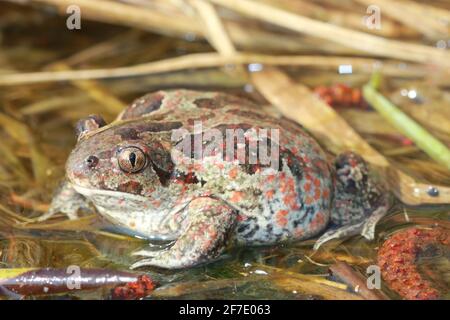 Gewöhnlicher Spadefoot (Pelobates fuscus) Weibchen in natürlichem Lebensraum Stockfoto