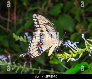 Ein riesiger Schwalbenschwanz, Papilio cresphontes, nectaring eine weiße Blume. Stockfoto