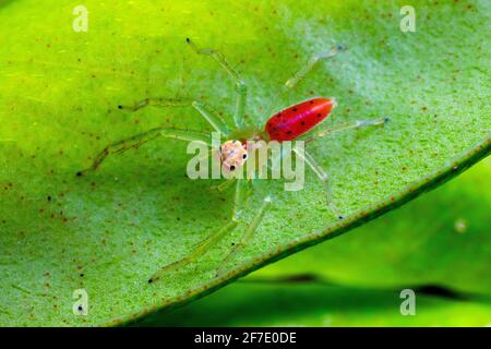 Ein seltener roter Aberrant der Magnolia Green Jumping Spinne, Lyssomanes viridis, auf der Unterseite eines Blattes. Stockfoto