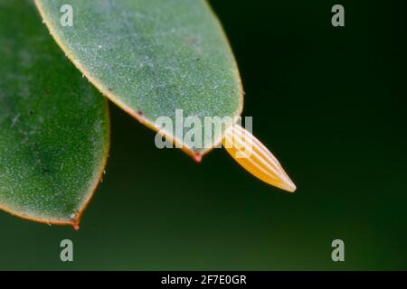 Ein orangefarbener Schwefel, Phoebis philea, ein Ei, das an einem Hülsenfrüchte befestigt ist. Stockfoto