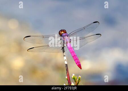 Ein Roseatenskimmer, Orthemis ferruginea, ruht auf einem Zweig. Stockfoto