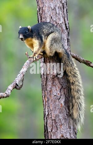 Ein Sherman-Fuchshörnchen. Sciurus niger shermani, thront in einer Kiefer. Stockfoto