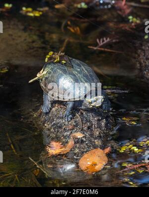Eine gestreifte Schlammschildkröte, Kinosternon baurii, die sich in einem Sumpf sonnt. Stockfoto