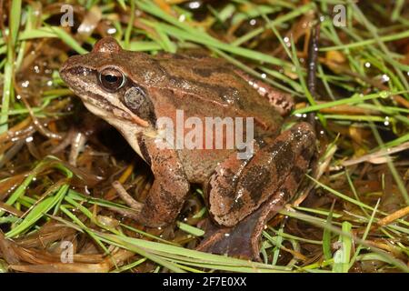 Männchen von beweglichem Frosch (Rana dalmatina) in natürlichem Lebensraum Stockfoto