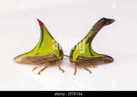 Dornenbaumhoppers, Umbonia crassicornis, Männchen rechts und Weibchen links. Stockfoto