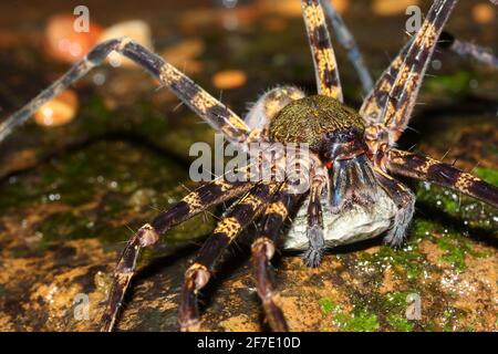 jägerspinne (Heteropoda sp.) Weibchen mit Kokon Stockfoto