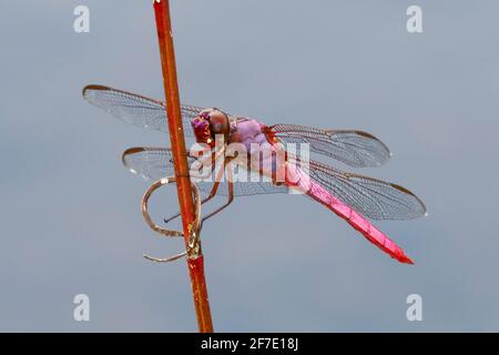 Ein Roseatenskimmer, Orthemis ferruginea, ruht auf einem Zweig. Stockfoto