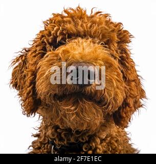 Braunes Labradoodle-Shaggy-Hundekopf- und Nasenportrait mit Fell Augen bedecken Stockfoto