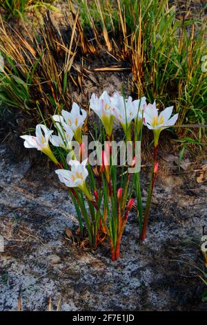 Regenlilien, Atamasco-Lilie, Zphyranthes Atamasca, wachsen in einem Heiligtum. Stockfoto