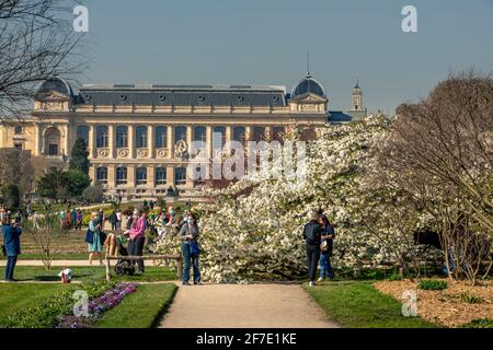 Paris, Frankreich - 31. März 2021: Schöner blühender weißer Kirschblütenbaum im Jardin des plantes in Paris am sonnigen Frühlingstag Stockfoto