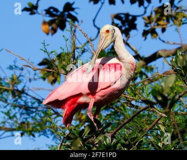 Ein Rosenlibber, Platalea ajaja, thronte in einem Baum. Stockfoto