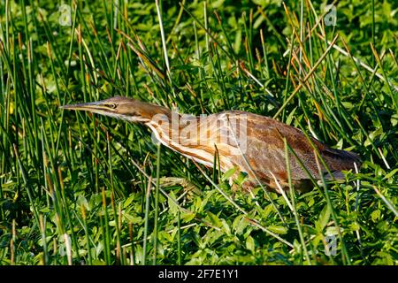 Eine amerikanische Bitter, Botaurus lentiginosus, verfolgt Beute. Stockfoto