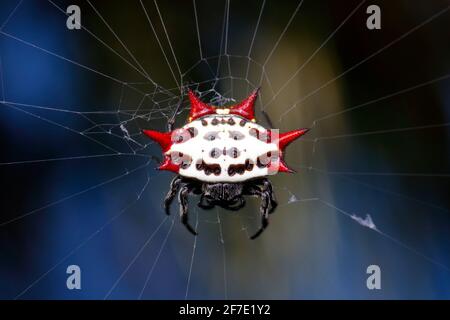 Eine krabbelartige, spiny Orb Weberspinne, Gasteracantha cancriformis, die aus ihrem Netz ausgesetzt ist. Stockfoto