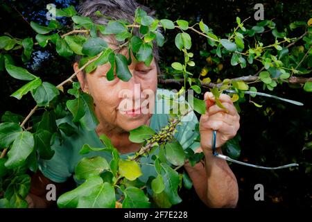 Dorn Treehoppers, Umbonia crassicornis, montiert und Fütterung auf einem Katzenklaue schwarzen Perlenbaum Zweig. Stockfoto