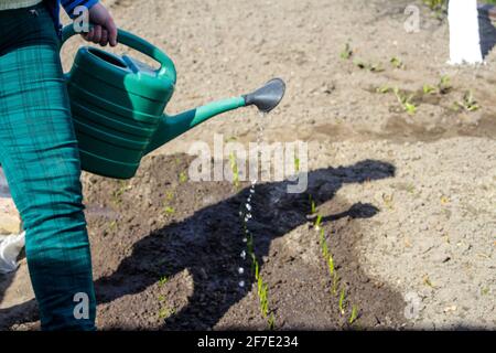 Der Gärtner mit Unschärfe-Effekt steht in der Nähe eines Bettes. Der Bauer gießt Lauch und Zwiebeln. Grüne. Gartenbau und Landwirtschaft. Unscharfer Hintergrundboden. Tropfen Stockfoto